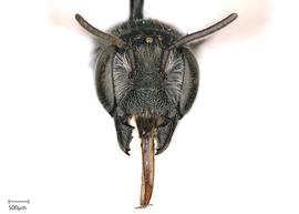   Chelostomoidesnbsp;angelarum nbsp;female face, photo: Joshua Hengel 
